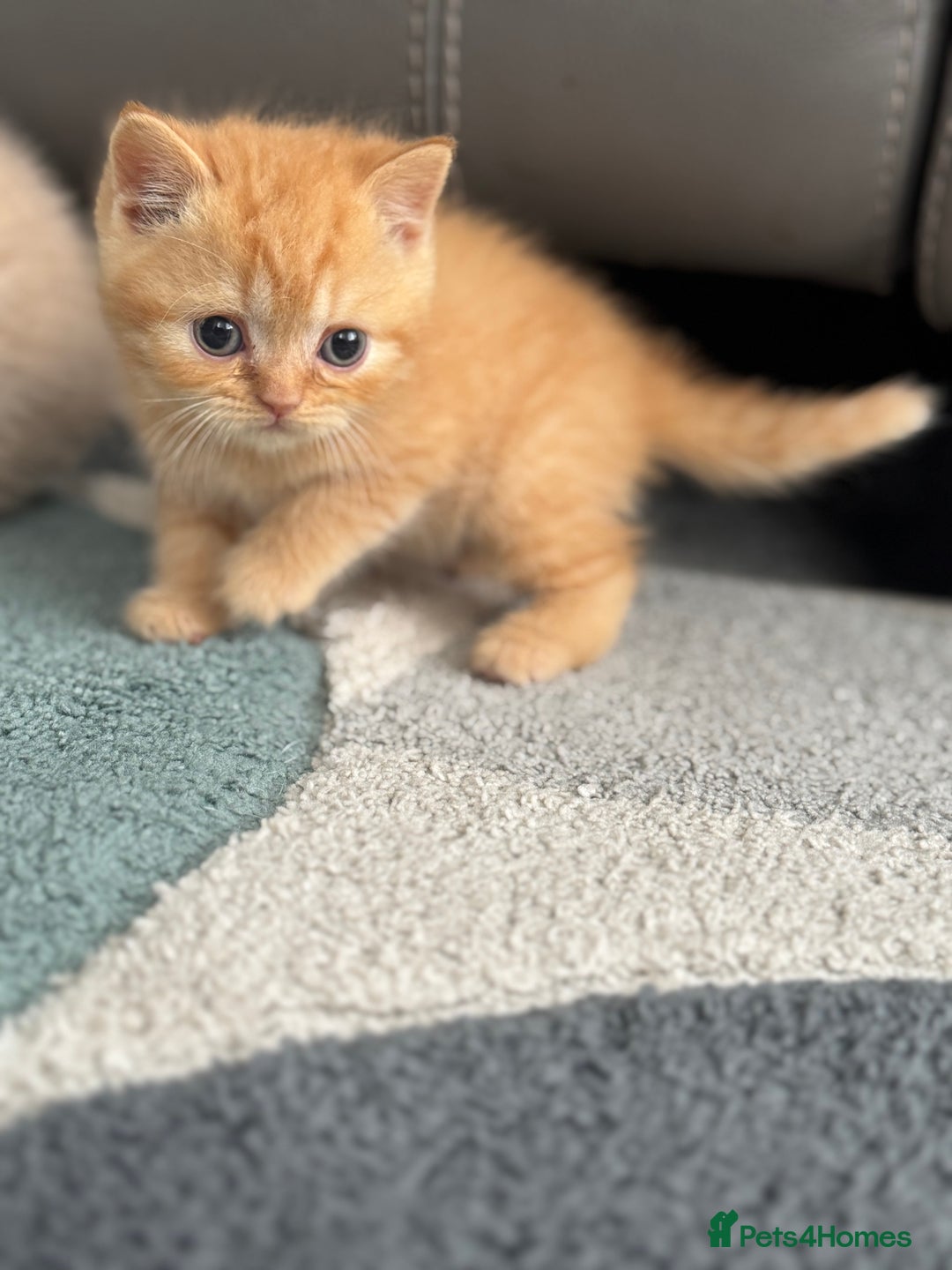 British Shorthair cats for sale: Stunning British shorthair kittens  - Image 8