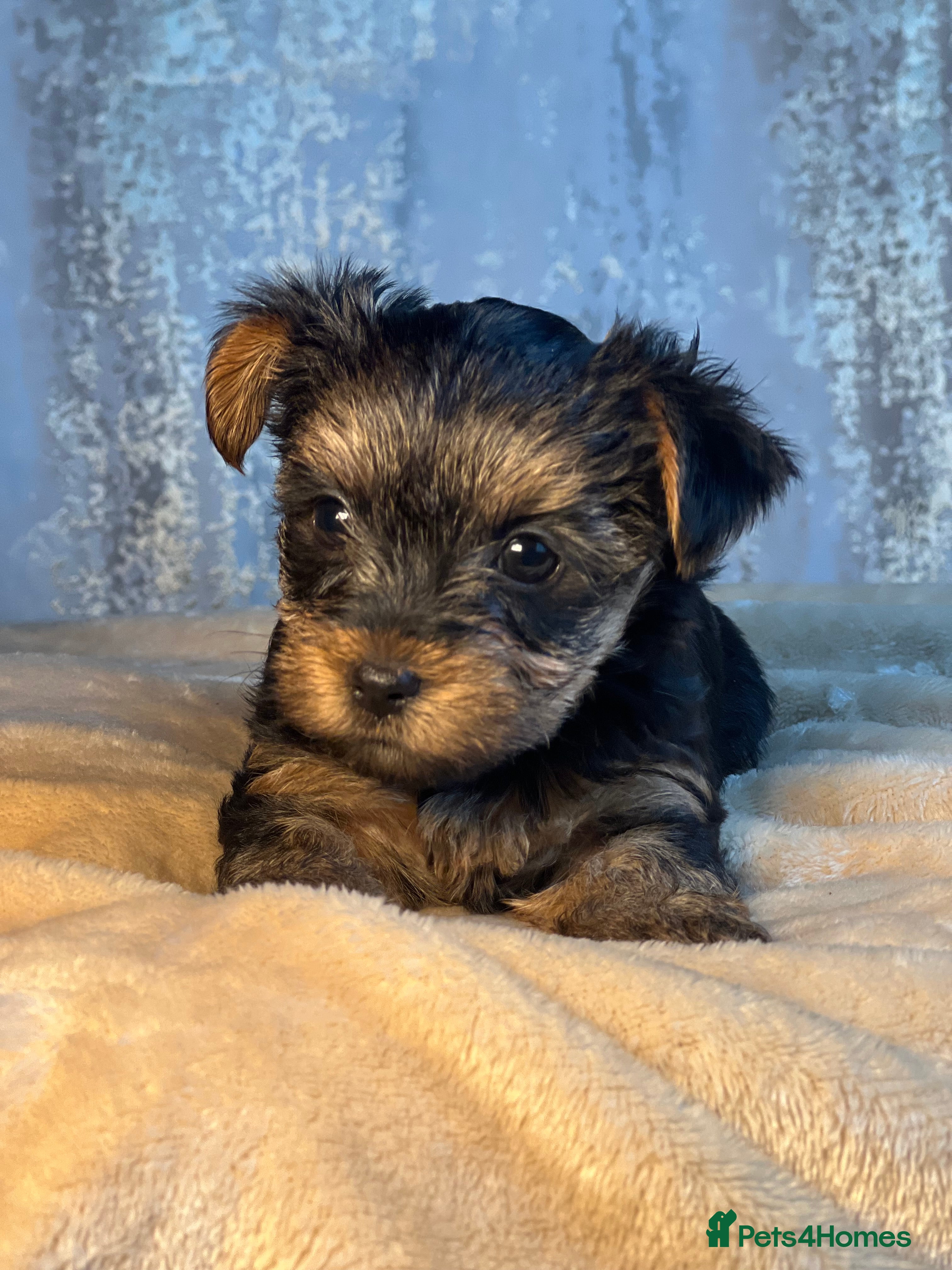 Yorkshire Terrier dogs Purebred miniature Yorkshire Terrier - Advert 5