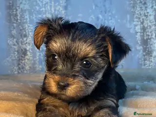 Yorkshire Terrier dogs Purebred miniature Yorkshire Terrier - Advert 5