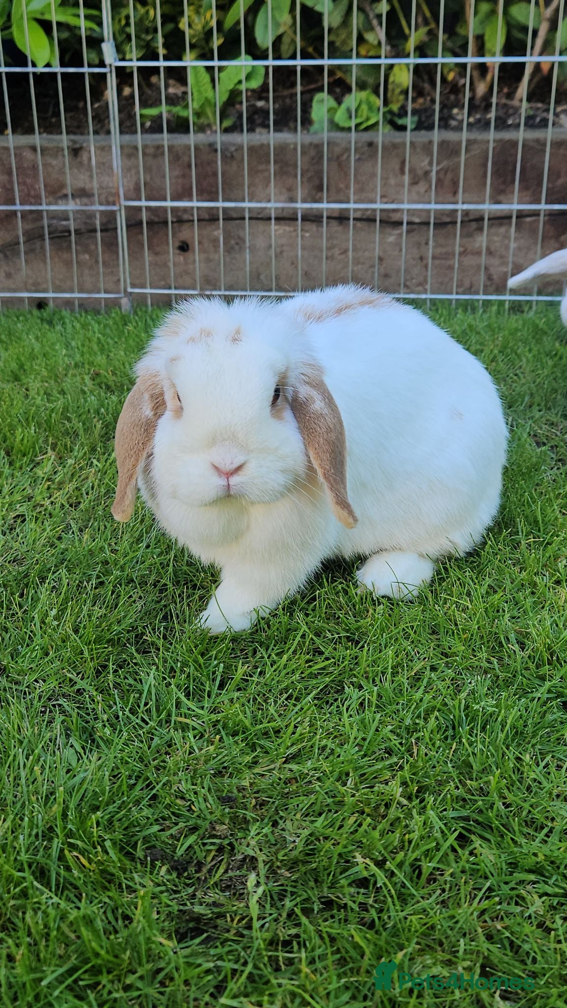 Mini Lop rabbits Gorgeous honey & white mini lop female - Advert 1