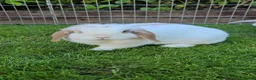 Mini Lop rabbits for sale: Gorgeous honey & white mini lop female - Advert 1
