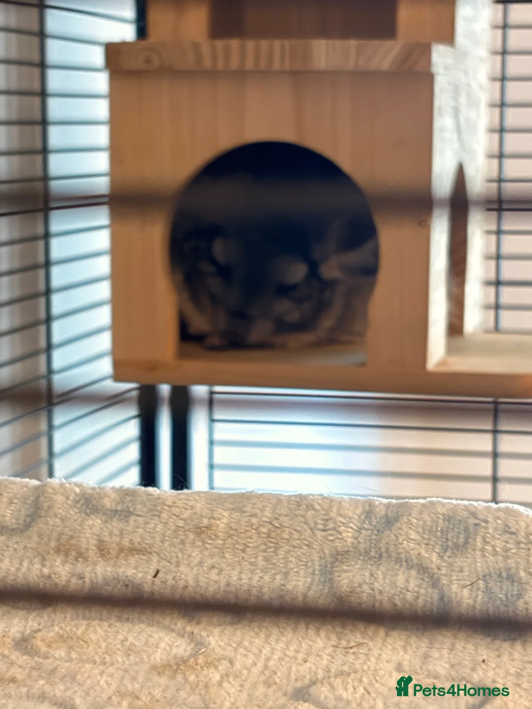 Chinchilla rodents for sale: Young female chinchilla - Advert 2