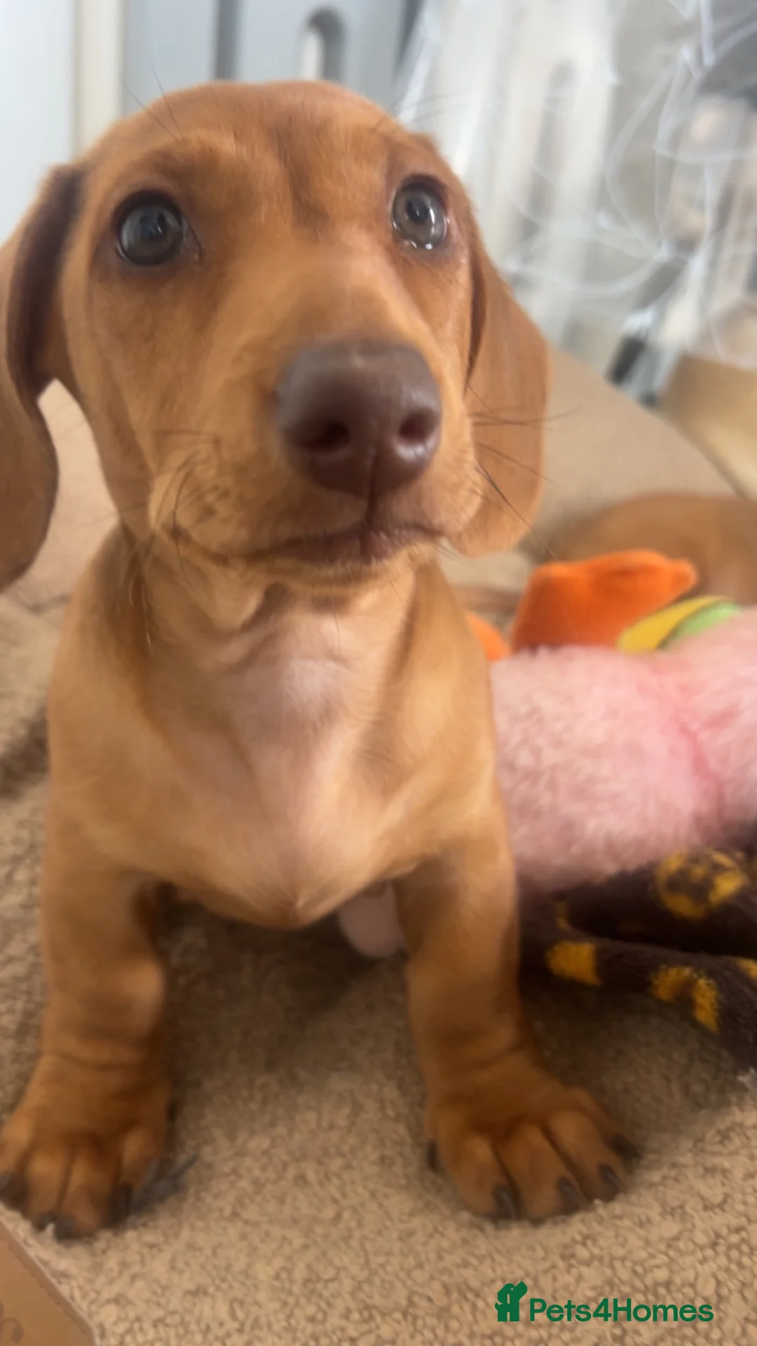 Miniature Dachshund dogs for sale: Ready now only two left had all vacs ready too go  - Advert 2