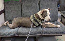 Staffordshire Bull Terrier dogs for sale: Reggie - Image 7