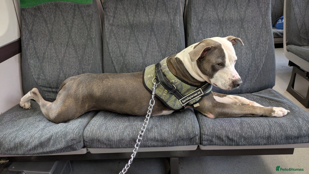 Staffordshire Bull Terrier dogs for sale: Reggie - Image 7