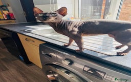 Sphynx cats for stud: Tica Registered Canadian Sphynx in Hull - Image 3