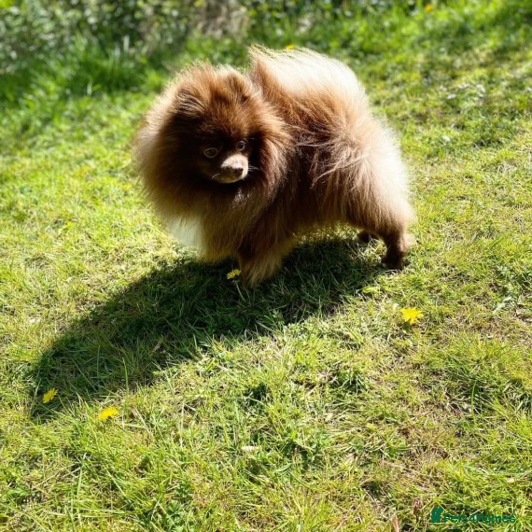 Pomeranian dogs for stud: Chocolate Stud Kc Registered ,Embark tested in Runcorn - Advert 5
