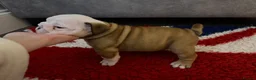 English Bulldog dogs for sale: *2 Boys* Bulldog Puppies - KC Standard/Registered - Advert 10