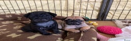Pug dogs for stud: Health tested black pug stud  in Stevenage - Advert 30