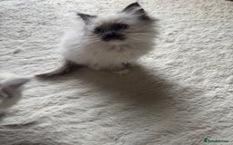 Ragdoll cats for sale: 5 gorgeous pedigree ragdolls - Image 3