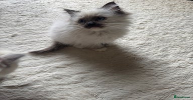 Ragdoll cats - Advert 3