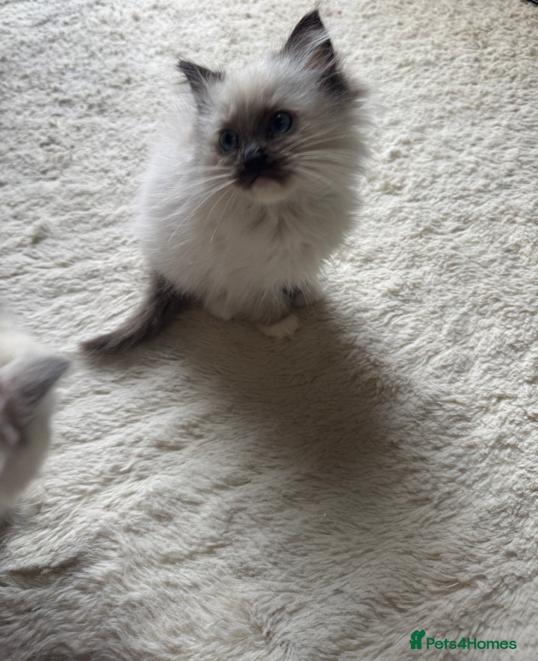 Ragdoll cats for sale: 5 gorgeous pedigree ragdolls - Image 3