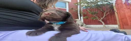 Sprocker dogs for sale: Sprocker spaniel puppies health tested parentage in Lytham Saint Annes - Advert 32