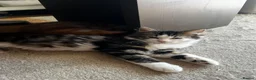Mixed Breed cats for sale: Beautiful litter trained friendly kittens  - Advert 4