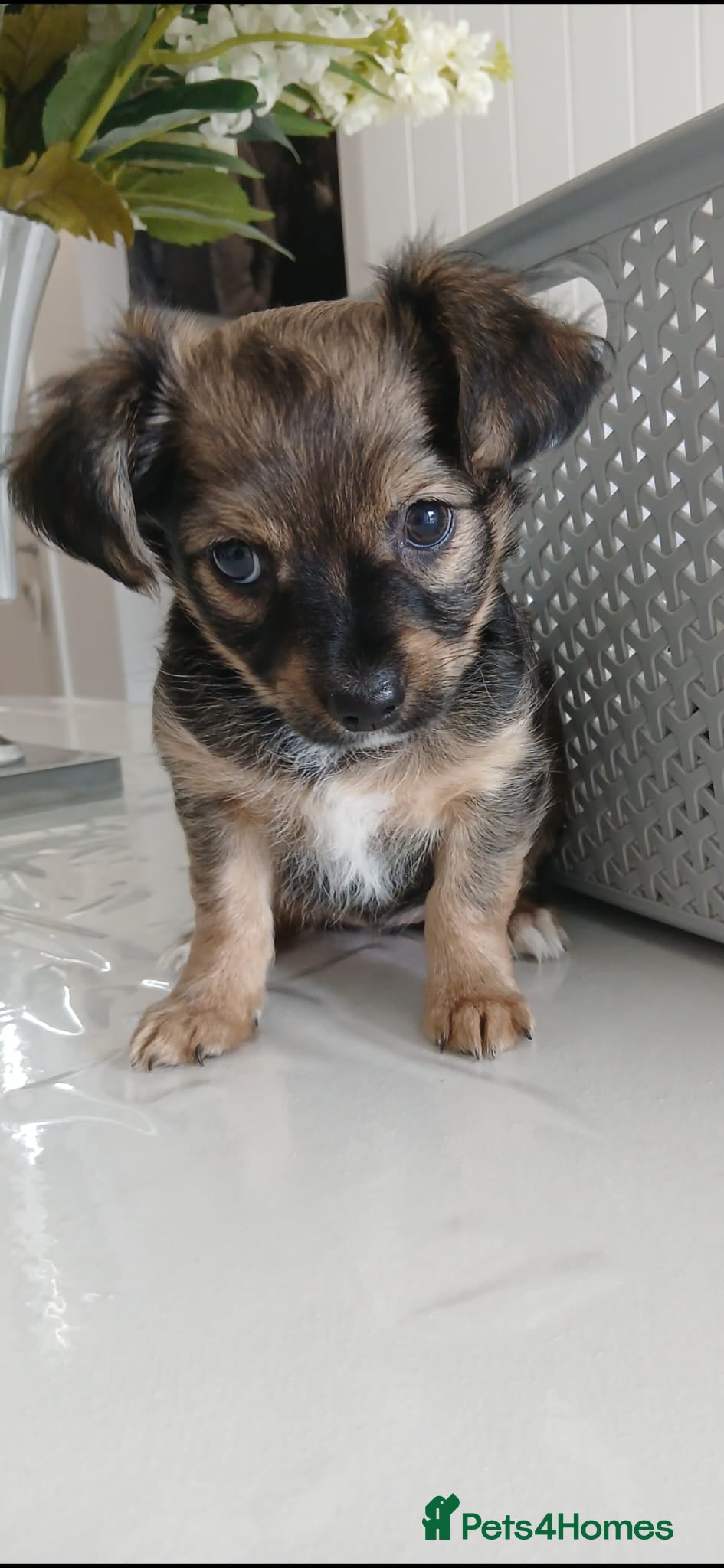 Chihuahua dogs 1 girl left adorable chihuahua pups  - Advert 3