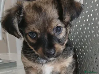 Chihuahua dogs 1 girl left adorable chihuahua pups - Advert 3