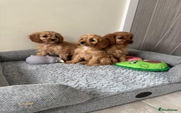 Cavapoo dogs for sale: Gorgeous Cavapoos - Image 4