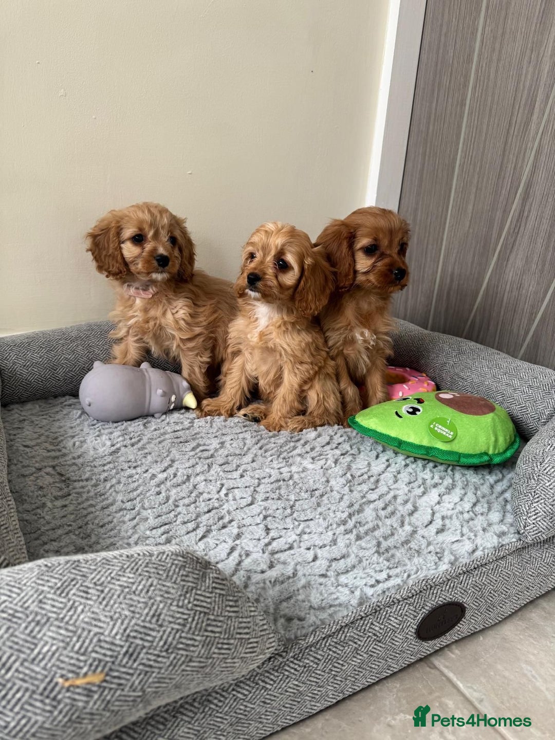 Cavapoo dogs for sale: Gorgeous Cavapoos - Image 4
