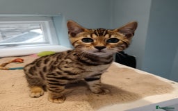 Bengal cats for sale: G5 PURE BENGEL - Image 3