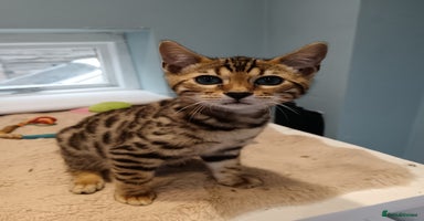 Bengal cats - Advert 3