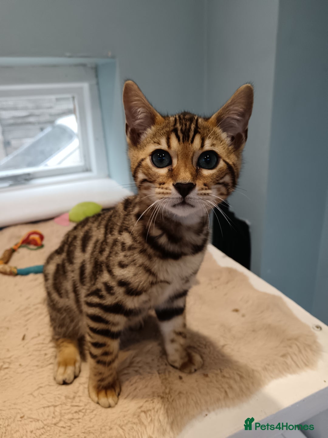 Bengal cats for sale: G5 PURE BENGEL - Image 3