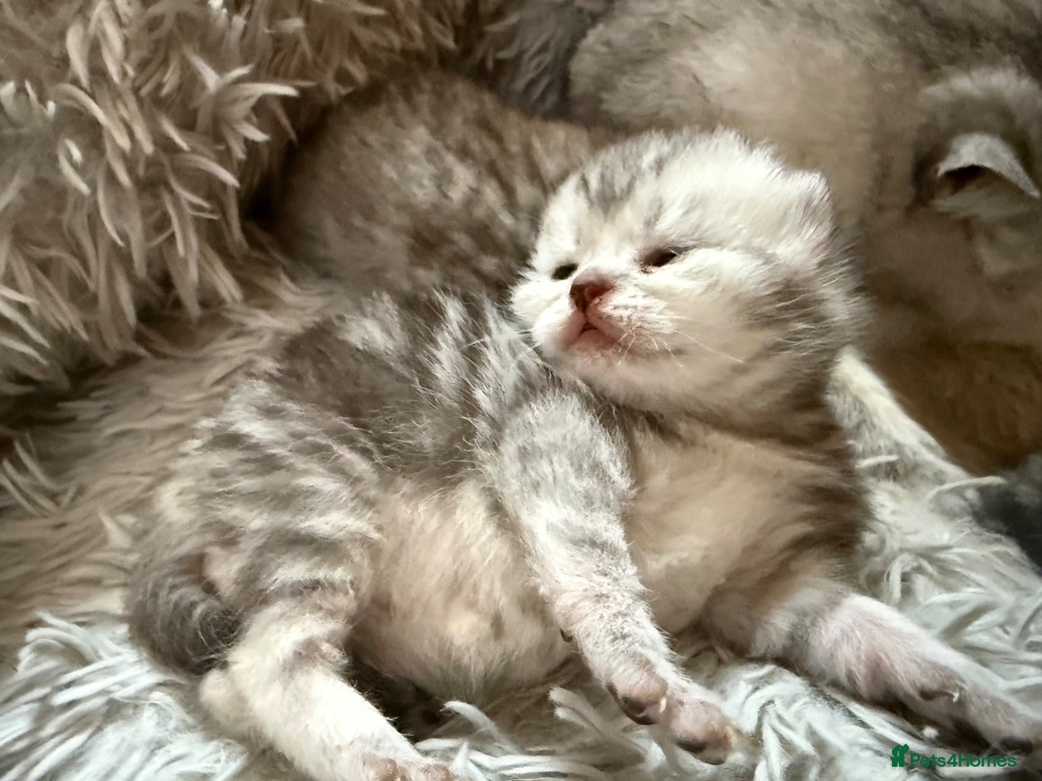 Exotic cats Exotic Shorthair Cross Kittens - Advert 4