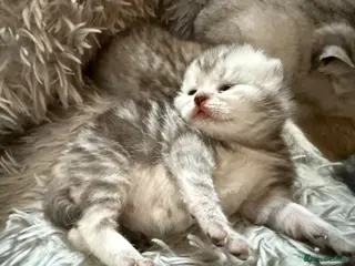 Exotic cats Exotic Shorthair Cross Kittens - Advert 4