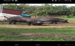 Pig livestock for sale: Ronnie and reggie  - Image 11