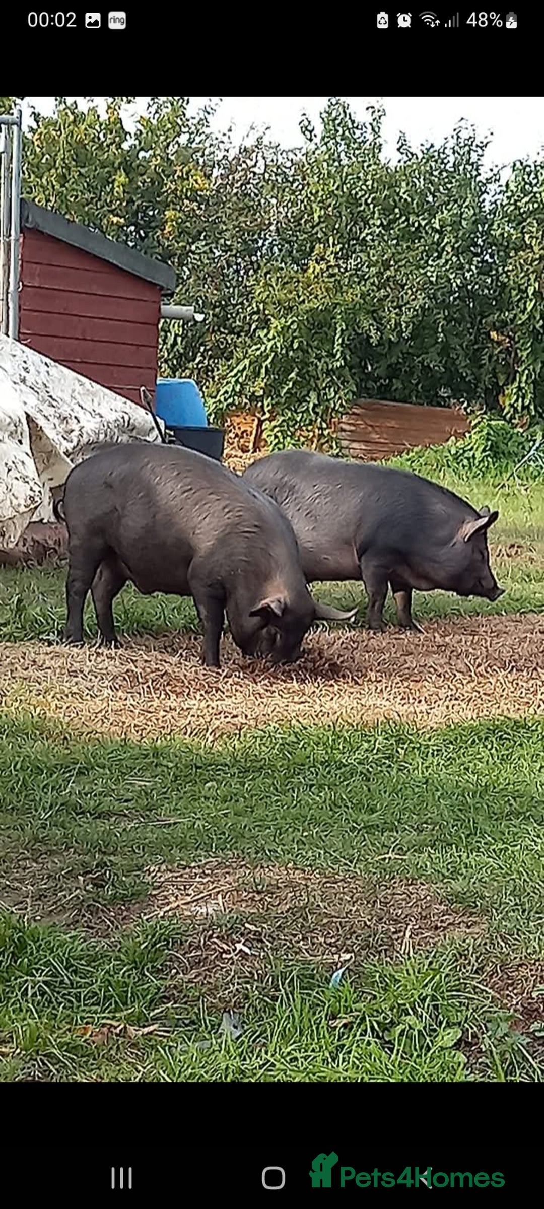 Pig livestock for sale: Ronnie and reggie  - Image 11
