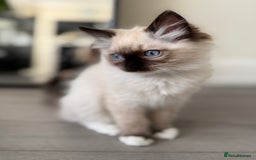 Ragdoll cats for sale: Beautiful Ragdol babies ready to leave  - Image 30