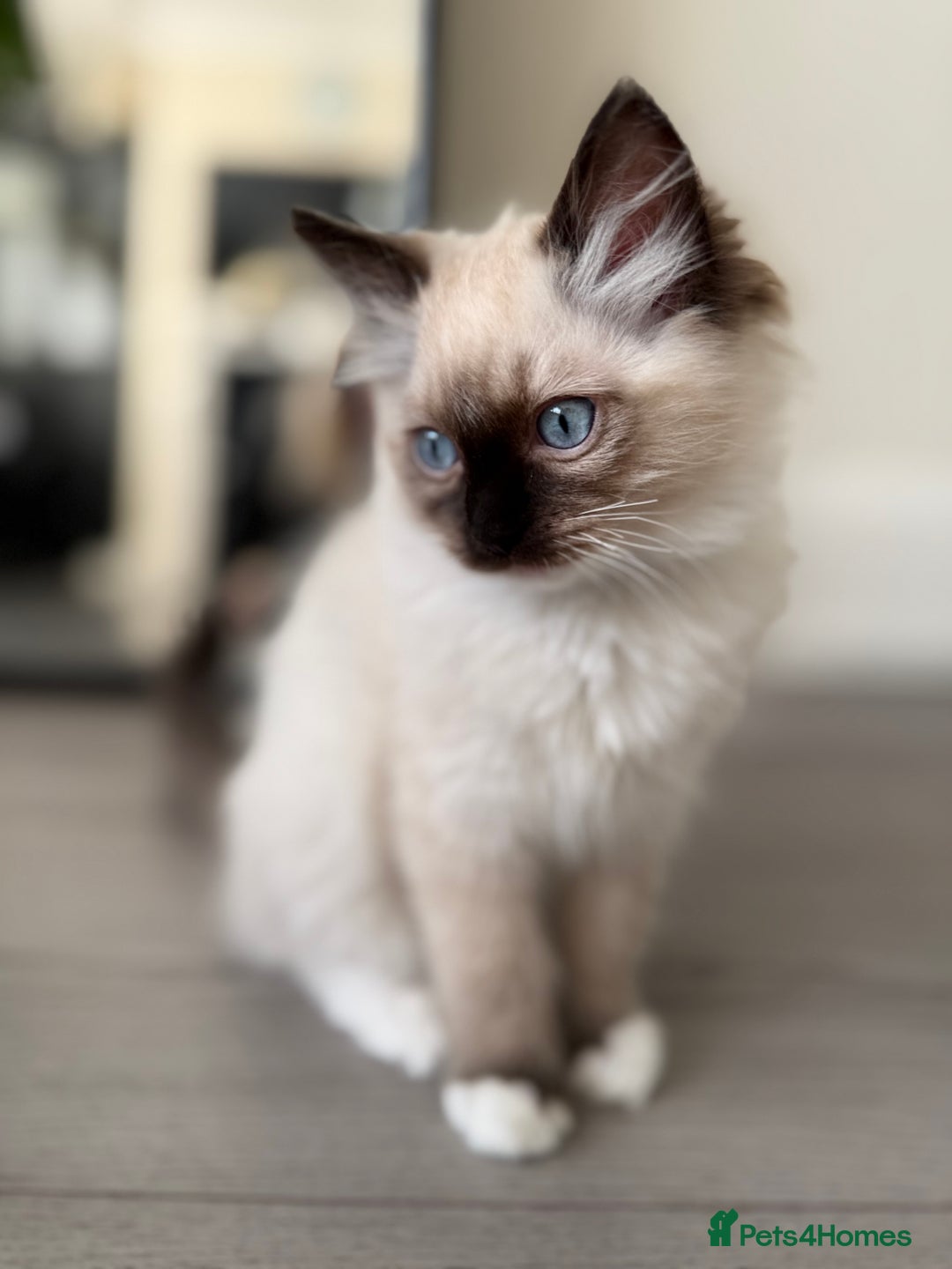 Ragdoll cats for sale: Beautiful Ragdol babies ready to leave  - Image 30