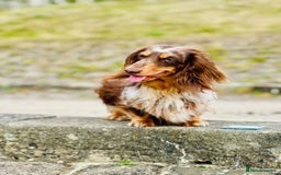 Dachshund dogs for stud: Long haired dachshund stud boys  in Leeds - Image 29