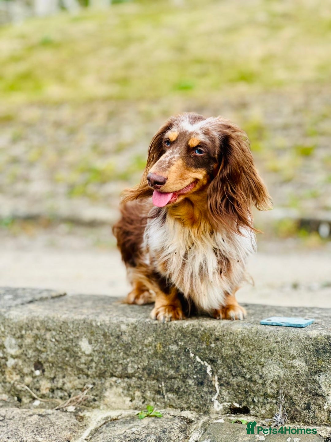 Dachshund dogs for stud: Long haired dachshund stud boys  in Leeds - Image 29