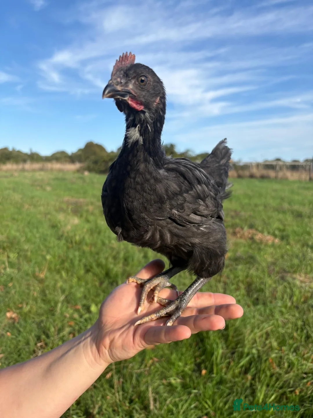 Chickens poultry for sale: Bluebell chick rooster  in Kettering - Advert 1