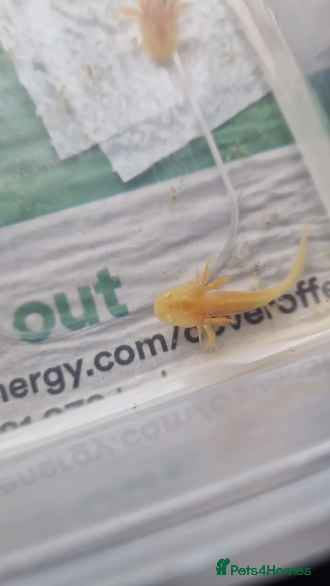 Other/Mixed Breed fish for sale: Various axolotl morphs  - Advert 2