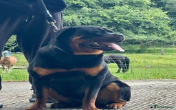 Rottweiler dogs for sale: Xx Pure GERMAN CH ROTTWEILERS xX - Advert 1