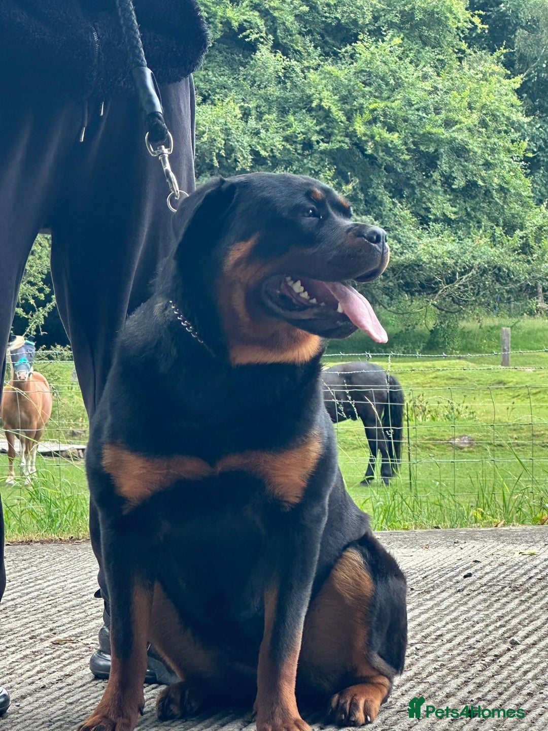 Rottweiler dogs for sale: Xx Pure GERMAN CH ROTTWEILERS xX - Advert 1