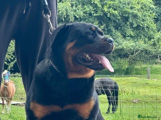 Rottweiler dogs Xx Pure GERMAN CH ROTTWEILERS xX - Advert 2