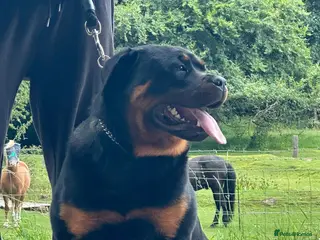 Rottweiler dogs Xx Pure GERMAN CH ROTTWEILERS xX - Advert 19