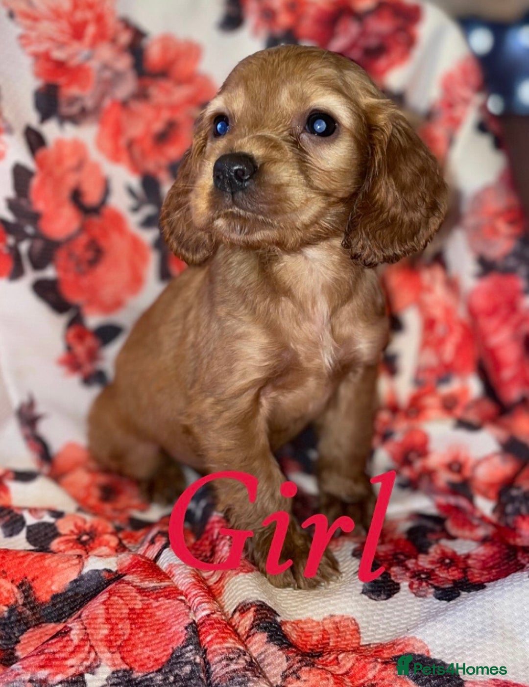 Cocker Spaniel dogs for sale: Beautiful golden puppies ready to leave now! - Advert 2