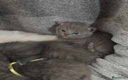 British Shorthair cats for sale: Blue British sorthair kittens available - Image 2