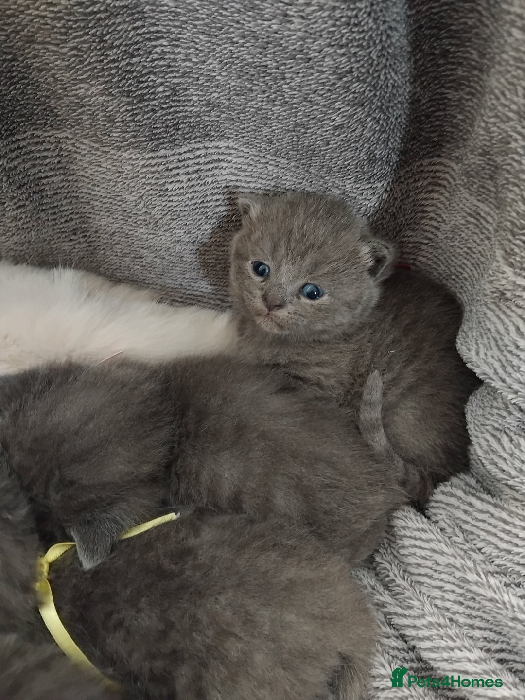 British Shorthair cats for sale: Blue British sorthair kittens available - Image 2
