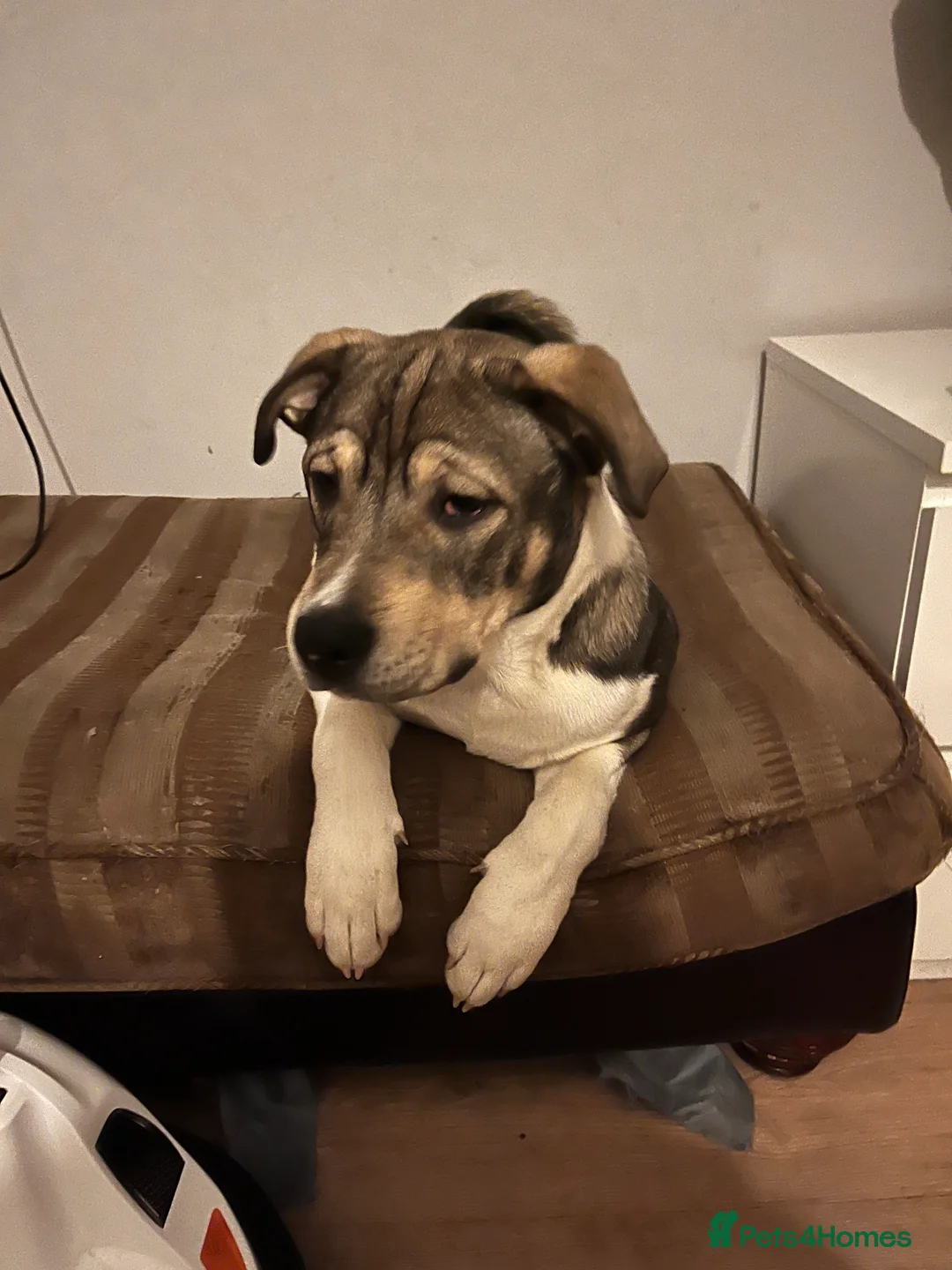 Mixed Breed dogs for sale: Akita cross bully pup 6 month old - Advert 2