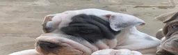 Mixed Breed dogs for sale: English Bulldog/Shar Pei puppies for sale - Advert 10