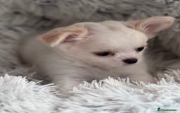 Chihuahua dogs for sale: READY 📣BEAUTIFUL LONG COAT CHIHUAHUA PUPPIES 🐶 - Image 2