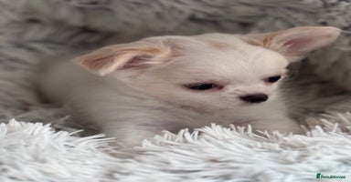 Chihuahua dogs - Advert 16