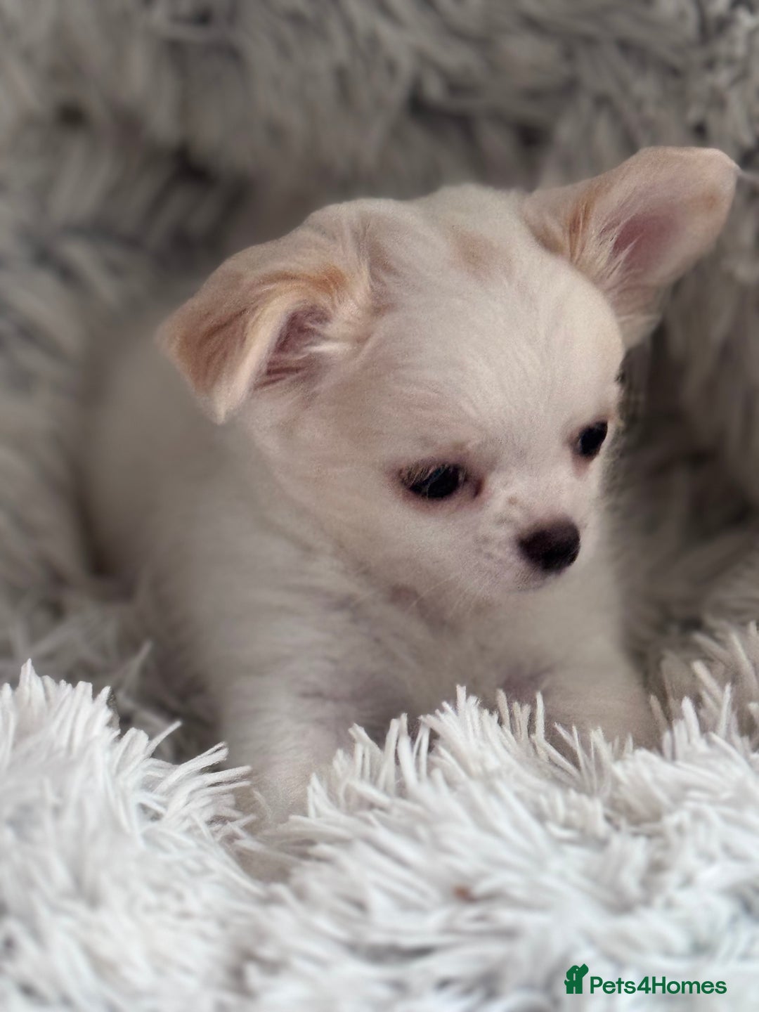 Chihuahua dogs for sale: READY 📣BEAUTIFUL LONG COAT CHIHUAHUA PUPPIES 🐶 - Image 2