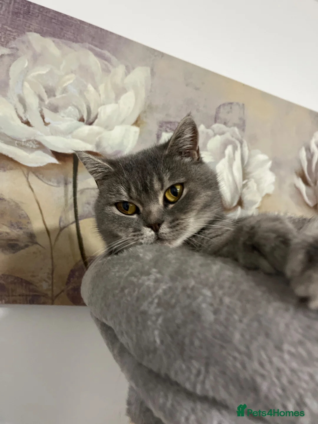 British Shorthair cats for sale: British Shorthair  - Advert 4