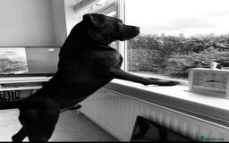 Cane Corso dogs for sale: 1 & only uk bloodline - Image 15
