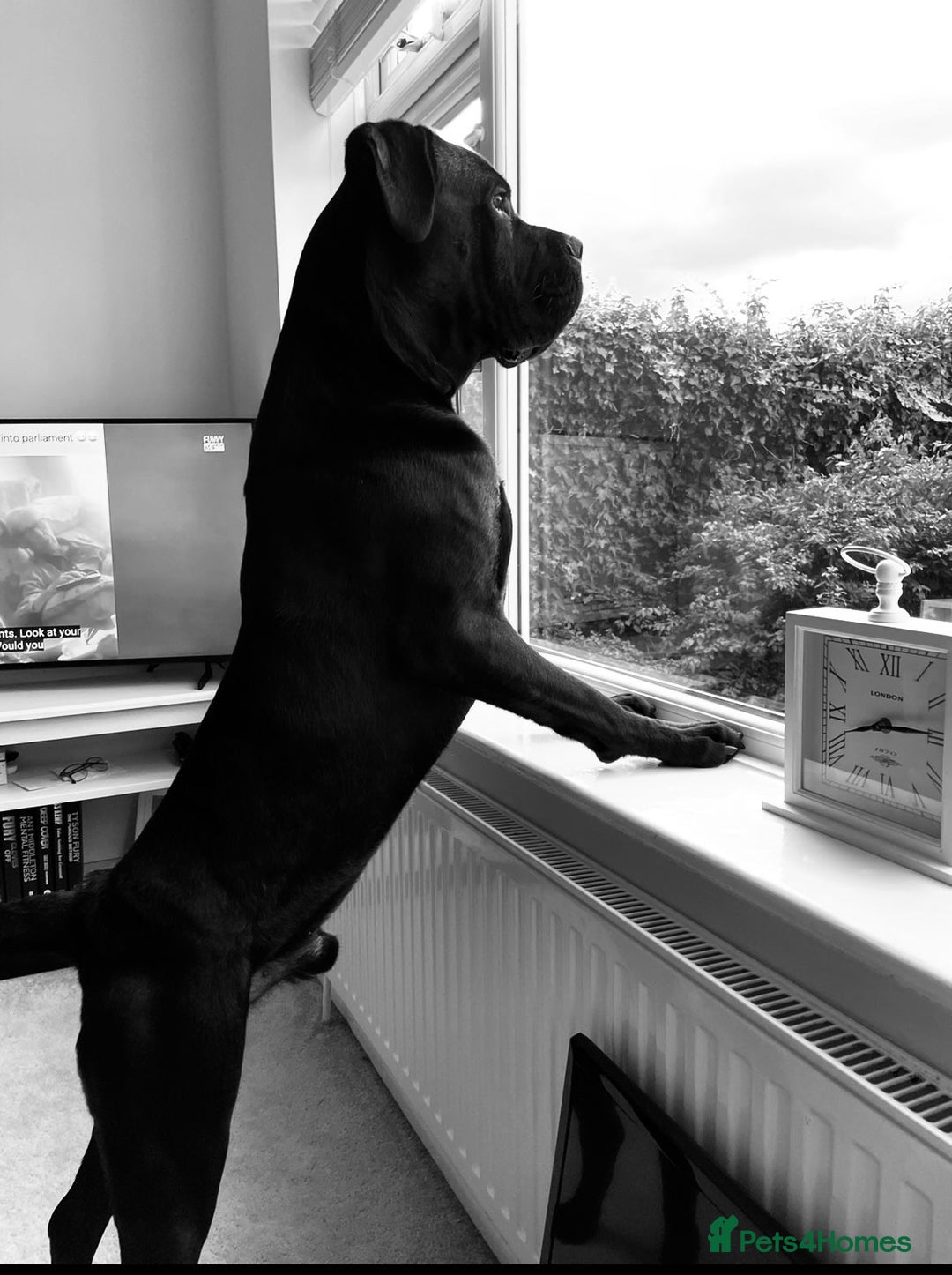 Cane Corso dogs for sale: 1 & only uk bloodline - Image 15